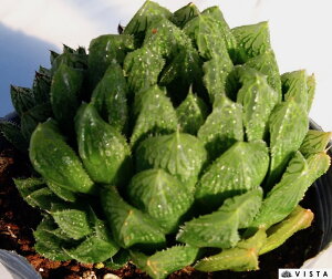 MUMUn[gyfbNXznI`A@A@10.5cm|bgϗtA G  CeA 炵 nIVA haworthia T{e A