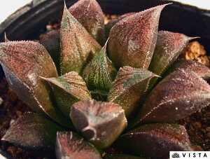 VR yWGvcz nI`A@A@ 9cm|bg ϗtA G  CeA 炵 nIVA haworthia T{e A