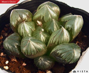 Iuc[TiXCVEIuc[TjyWGvcz nI`A@A@ 9cm|bg ϗtA G  CeA 炵 nIVA haworthia T{e A