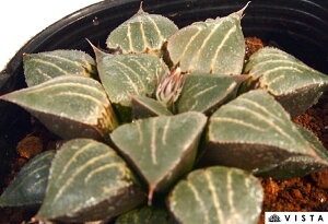 [ĂofBAiEPofBA)yWGvcz nI`A@A@ 9cm|bg ϗtA G  CeA 炵 nIVA haworthia T{e A
