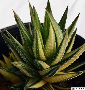 ۓJсiReLjVLjyWGvcz nI`A@A@ 9cm|bg ϗtA G  CeA 炵 nIVA haworthia T{e A