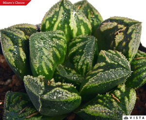 ᕑiJ}CjyWGvcz nI`A@A@ 9cm|bg ϗtA G  CeA 炵 nIVA haworthia T{e A