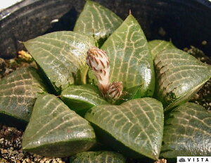 X́iqEKjyWGvcz nI`A@A@ 9cm|bg ϗtA G  CeA 炵 nIVA haworthia T{e A