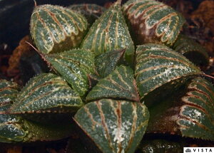 x nI`A@A@ 9cm|bg ϗtA G  CeA 炵 nIVA haworthia T{e A