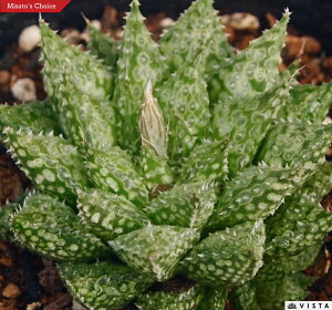 ̉qizVmIEWjyWGvcz nI`A@A@ 9cm|bg ϗtA G  CeA 炵 nIVA haworthia T{e A