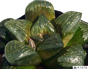 Vo[`J yWGvcz nI`A@A@ 9cm|bg ϗtA G  CeA 炵 nIVA haworthia T{e A