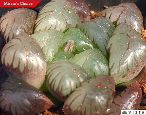 ʁiubgEMNjyWGvcz nI`A@A@ 9cm|bg ϗtA G  CeA 炵 nIVA haworthia T{e A