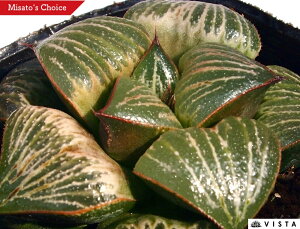 u yWGvcz nI`A@A@ 9cm|bg ϗtA G  CeA 炵 nIVA haworthia T{e A