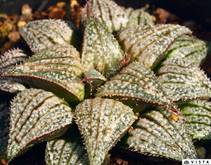 u[fByWGvcz nI`A@A@ 9cm|bg ϗtA G  CeA 炵 nIVA haworthia T{e A