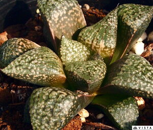 iqJQWjyWGvcz nI`A@A@ 9cm|bg ϗtA G  CeA 炵 nIVA haworthia T{e A