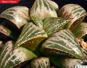 BobԃofBAXiFyWGvcz nI`A@A@ 9cm|bg ϗtA G  CeA 炵 nIVA haworthia T{e A