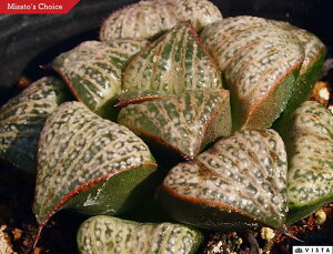 ԎiVn_AJ~~jyWGvcz nI`A@A@ 9cm|bg ϗtA G  CeA 炵 nIVA haworthia T{e A