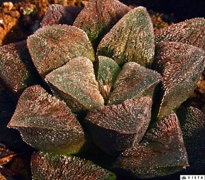 o^CyWGvcz nI`A@A@ 9cm|bg ϗtA G  CeA 炵 nIVA haworthia T{e A