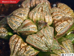 i\SNEjyWGvcz nI`A@A@ 9cm|bg ϗtA G  CeA 炵 nIVA haworthia T{e A