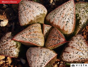 G~[yWGvcz nI`A@A@ 9cm|bg ϗtA G  CeA 炵 nIVA haworthia T{e A