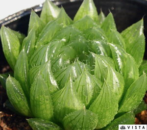 GhLEDyWGvcz nI`A@A@ 9cm|bg ϗtA G  CeA 炵 nIVA haworthia T{e A