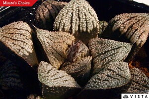 ጎԁiZcQcJjyWGvcz nI`A@A@ 9cm|bg ϗtA G  CeA 炵 nIVA haworthia T{e A