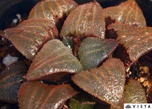 ^AgtXJXofBAyWGvcz nI`A@A@ 9cm|bg ϗtA G  CeA 炵 nIVA haworthia T{e A