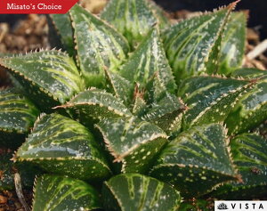 vfB^[yWGvcz nI`A@A@ 9cm|bg ϗtA G  CeA 炵 nIVA haworthia T{e A