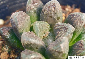 チョコボール【ジュエルプランツ】 ハオルチア属　多肉植物　 9cmポット 観葉植物 雑貨 おすすめ インテリア 暮らし ハオルシア haworthia サボテン 植物