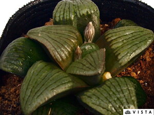 z̐Xi\EmjyWGvcz nI`A@A@ 9cm|bg ϗtA G  CeA 炵 nIVA haworthia T{e A