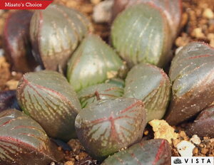 _̌iJ~mqJjyWGvcz nI`A@A@ 9cm|bg ϗtA G  CeA 炵 nIVA haworthia T{e A