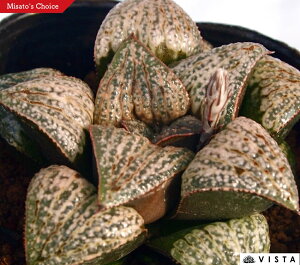 I[h[inNMI[h[jyWGvcz nI`A@A@ 9cm|bg ϗtA G  CeA 炵 nIVA haworthia T{e A