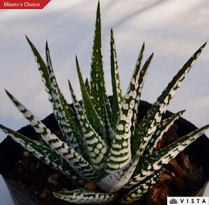 �A���o�y�W���G���v�����c�z �n�I���`�A���@�����A���@ 9cm�|�b�g �ϗt�A�� �G�� �������� �C���e���A ��炵 �n�I���V�A haworthia �T�{�e�� �A��