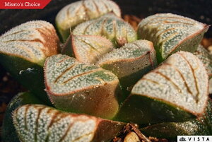 AGXyWGvcz nI`A@A@ 9cm|bg ϗtA G  CeA 炵 nIVA haworthia T{e A