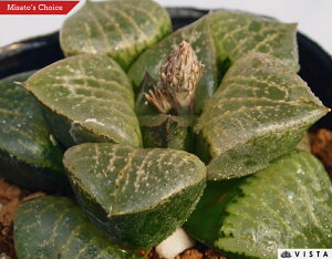 _}RvgyWGvcz nI`A@A@ 9cm|bg ϗtA G  CeA 炵 nIVA haworthia T{e A