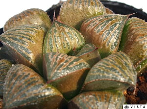 ێRXvfXi}}XvfXjyWGvcz nI`A@A@ 9cm|bg ϗtA G  CeA 炵 nIVA haworthia T{e A