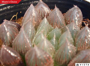 GiVYNG}LjyWGvcz nI`A@A@ 9cm|bg ϗtA G  CeA 炵 nIVA haworthia T{e A