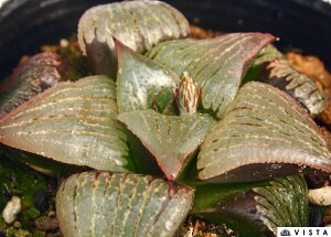 |Ձi^PgjyWGvcz nI`A@A@ 9cm|bg ϗtA G  CeA 炵 nIVA haworthia T{e A