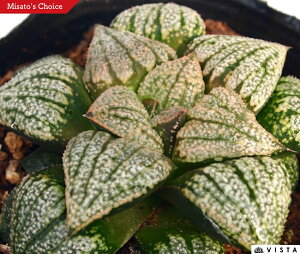 iR}`jyWGvcz nI`A@A@ 9cm|bg ϗtA G  CeA 炵 nIVA haworthia T{e A