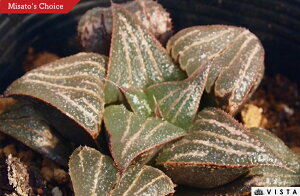 gՁixjgjyWGvcz nI`A@A@ 9cm|bg ϗtA G  CeA 炵 nIVA haworthia T{e A