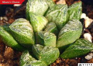 ʈi^}AICjyWGvcz nI`A@A@ 9cm|bg ϗtA G  CeA 炵 nIVA haworthia T{e A