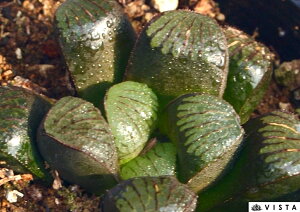 VATAyWGvcz nI`A@A@ 9cm|bg ϗtA G  CeA 炵 nIVA haworthia T{e A