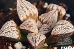 eBt@j[yWGvcz nI`A@A@ 9cm|bg ϗtA G  CeA 炵 nIVA haworthia T{e A