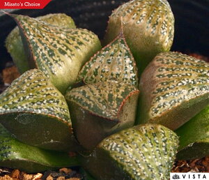 xC[yWGvcz nI`A@A@ 9cm|bg ϗtA G  CeA 炵 nIVA haworthia T{e A