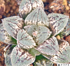 iNUgEjyWGvcz nI`A@A@ 9cm|bg ϗtA G  CeA 炵 nIVA haworthia T{e A