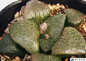 ijbREjyWGvcz nI`A@A@ 9cm|bg ϗtA G  CeA 炵 nIVA haworthia T{e A