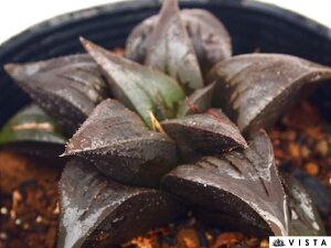 dSiNjiEL@NjyWGvcz nI`A@A@ 9cm|bg ϗtA G  CeA 炵 nIVA haworthia T{e A