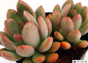 ueBbN GPxA@A@9cm|bgϗtA G  CeA 炵  A ĕ T{e 