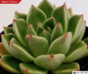 ΉpiZLGCj GPxA@A@9cm|bgϗtA G  CeA 炵  A ĕ T{e 