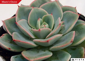 ヨンドン  エケベリア属 多肉植物 9cmポット観葉植物 雑貨 おすすめ インテリア 暮らし 室内 植物 育て方 サボテン 多肉