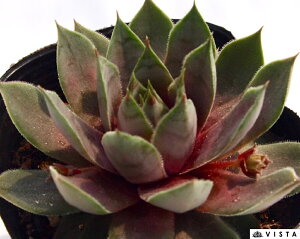 Z@ZyrE@A@9cm|bgϗtA G  CeA 炵nA A q  gt