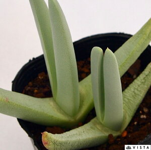 сiWREjVLj PChvVX@A@9cm|bgϗtA G  CeA 炵