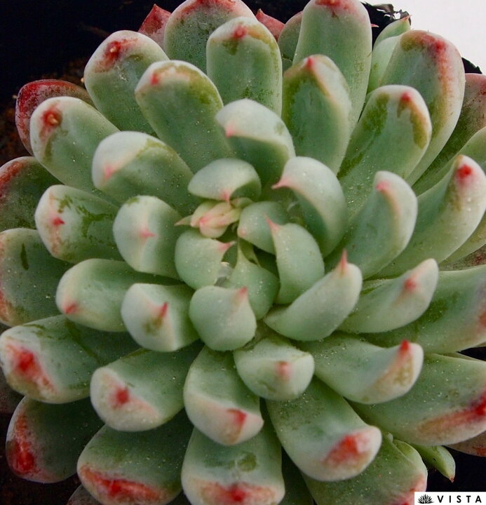 楽天市場】ホワイトライン エケベリア属 多肉植物 9cmポット観葉植物 