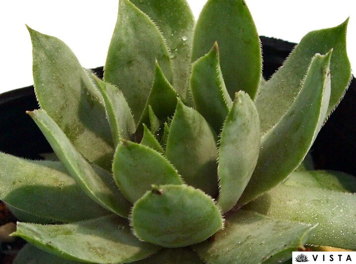楽天市場】ヘイヘイ センペルビウム属 多肉植物 9cmポット観葉植物 