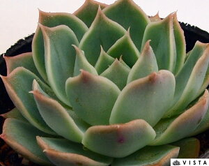 RfA@ GPxA@A@9cm|bgϗtA G  CeA 炵  A ĕ T{e 